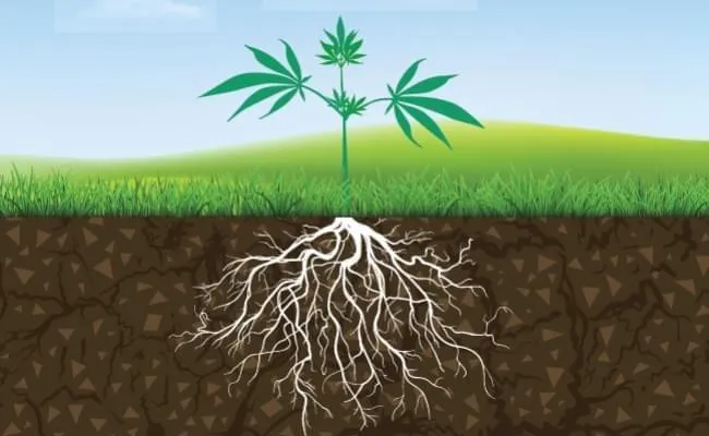 Hemp Roots and Gout